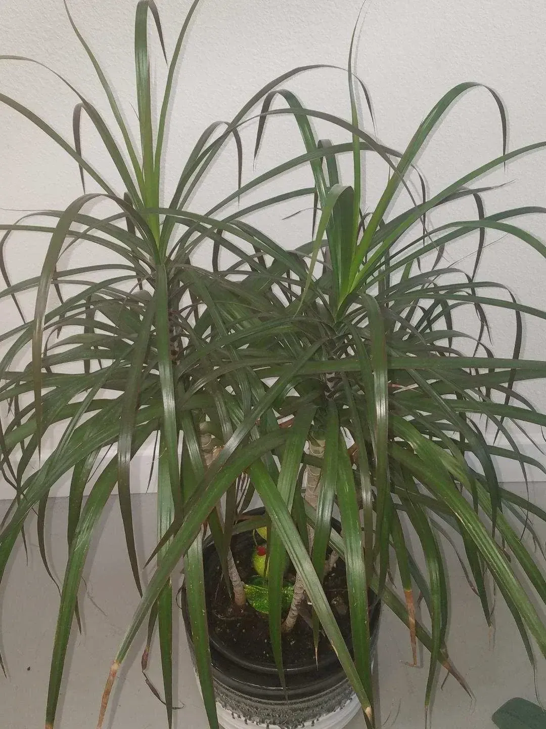 Close up of a plant thriving in Oregon Super Soil
