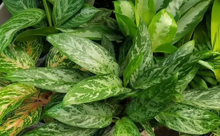 The image shows a close-up of various green plants with variegated leaves. The leaves have patterns of white or light green markings, creating a striking contrast against the darker green.