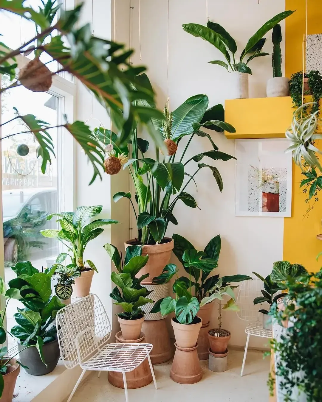 Cozy plant-filled corner showcasing growth with Oregon Super Soil