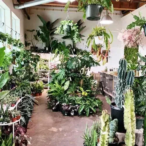 The image shows an indoor plant nursery with a variety of green plants and cacti arranged on shelves and hanging from the ceiling. The space is well-lit with natural light coming through large windows, creating a lush and vibrant atmosphere.