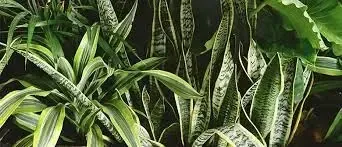 The image shows a variety of tropical plant leaves, including snake plants with their distinctive green and yellow variegated patterns. The leaves are lush and vibrant, creating a dense and verdant scene.