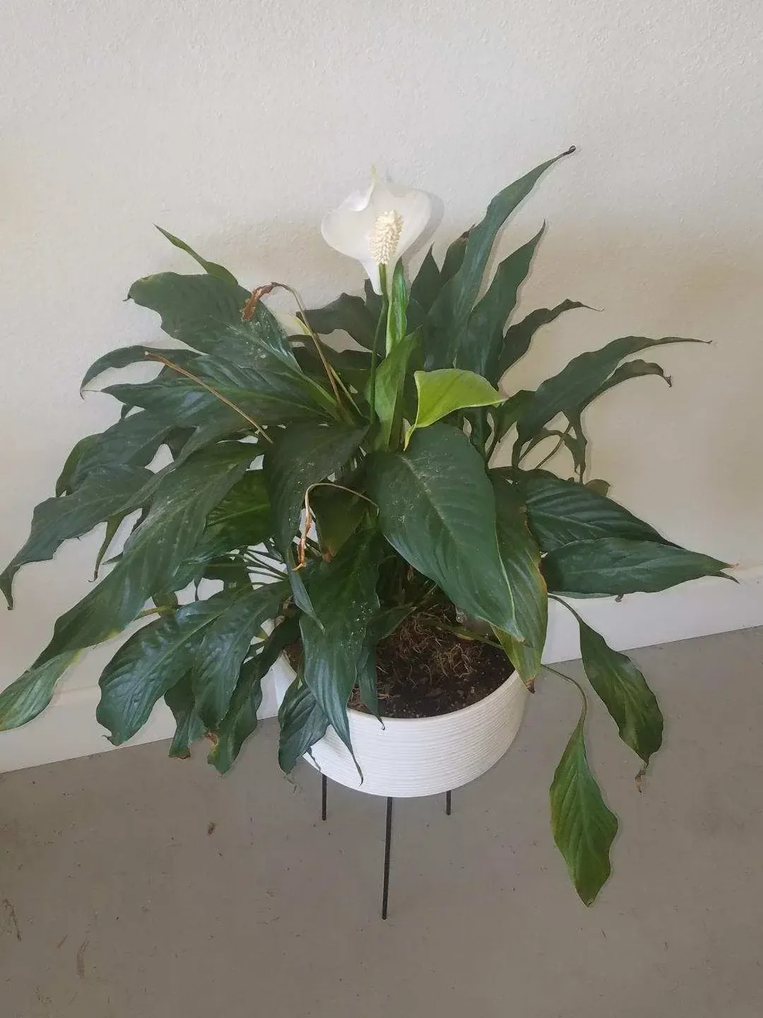 A healthy, vibrant plant grown in Oregon Super Soil