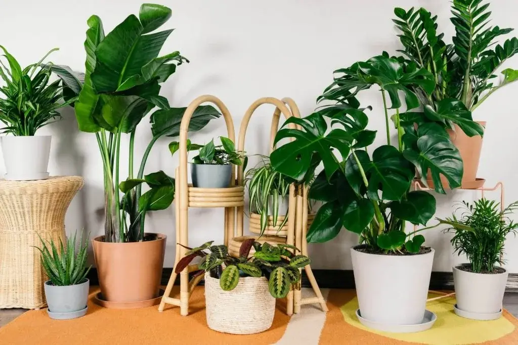 Lush indoor plant arrangement grown with Oregon Super Soil