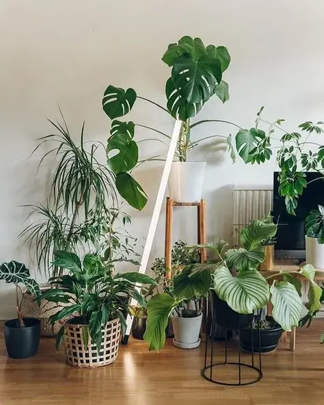 Collection of thriving indoor plants grown with Oregon Super Soil