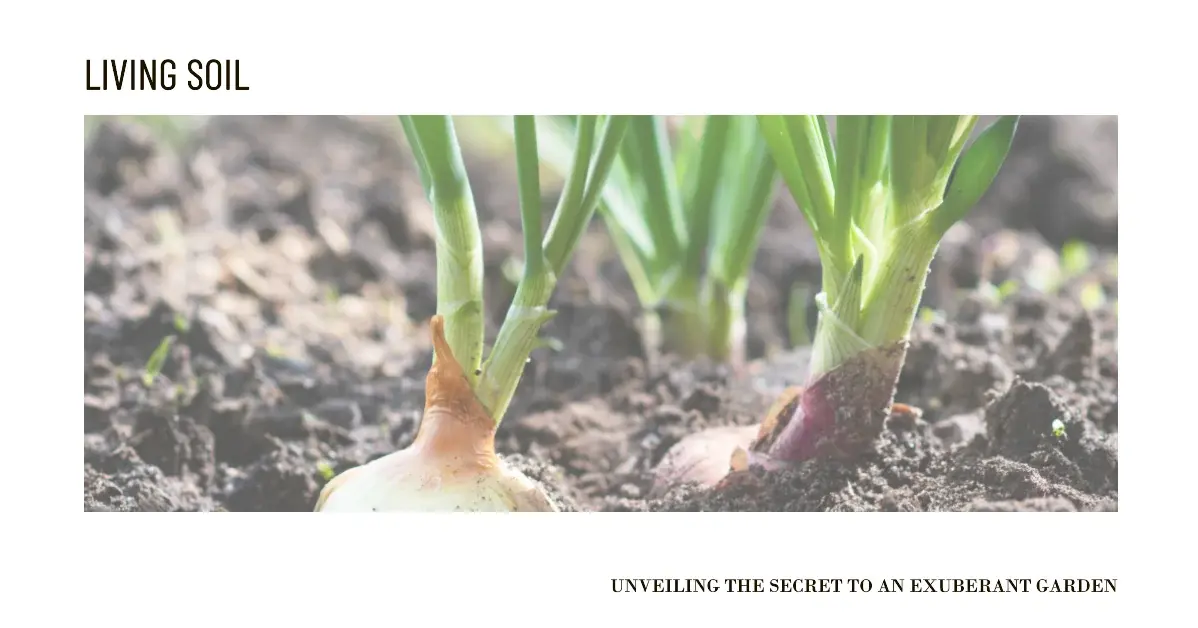 Onions thriving in living soil.