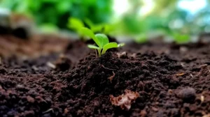 seedlings in Super Soil